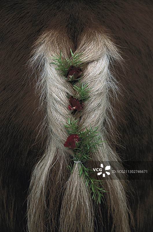 装饰着鲜花的马，乔治里特，彭茨贝格，德国巴伐利亚图片素材