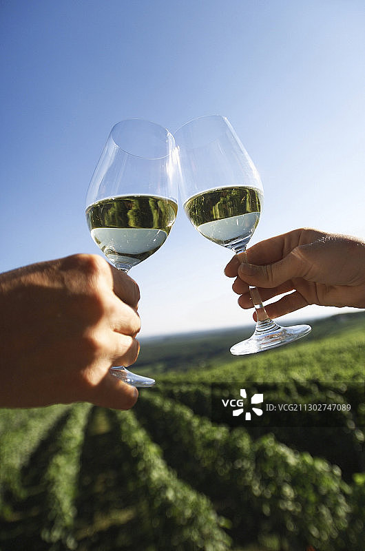 情侣在葡萄园背景下碰杯白葡萄酒图片素材