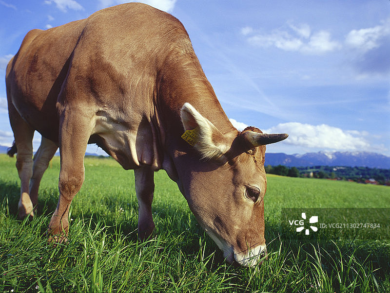 德国上巴伐利亚：在田野里吃草的牛群图片素材