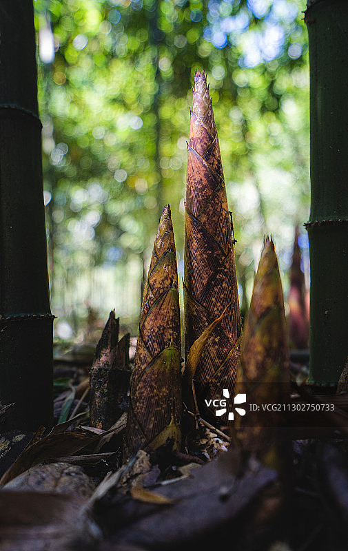 采笋图片素材