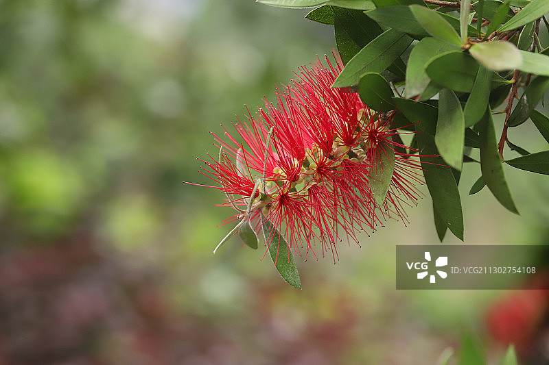 红千层图片素材