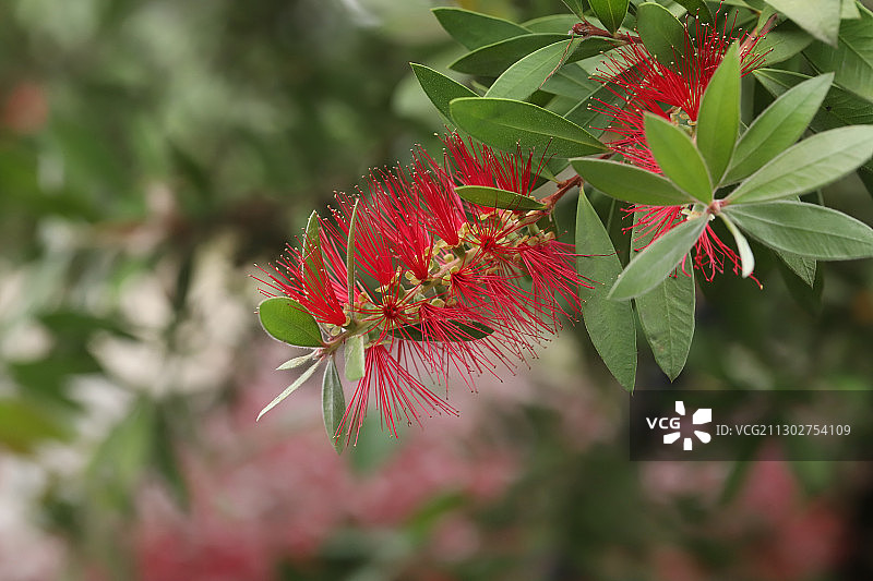 红千层图片素材