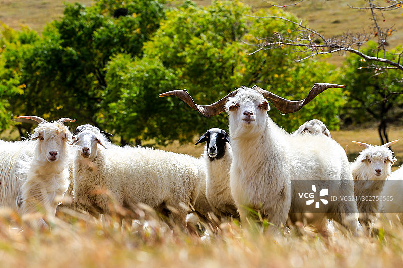 《秋之韵》图片素材