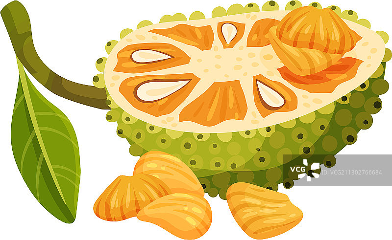 带有绿色种皮的椭圆形菠萝蜜图片素材