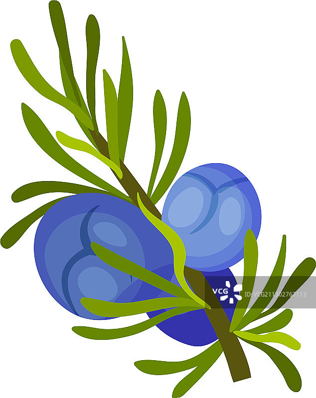 带针状叶子的绿色刺柏嫩枝图片素材