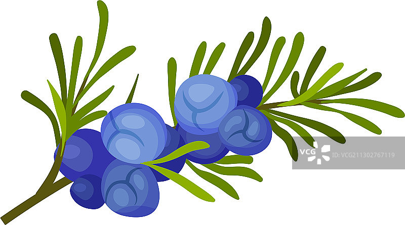 针状叶和蓝色杜松植物图片素材