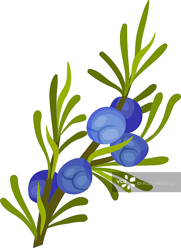 针状叶和蓝色杜松植物图片素材