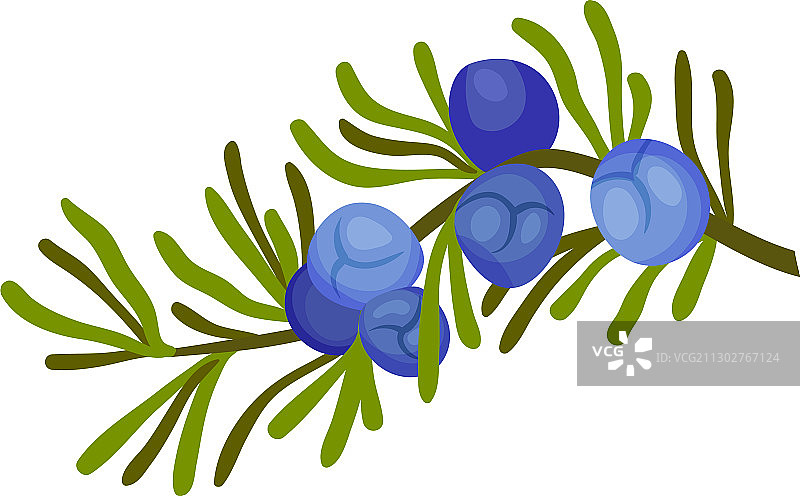 针状叶和蓝色杜松植物图片素材