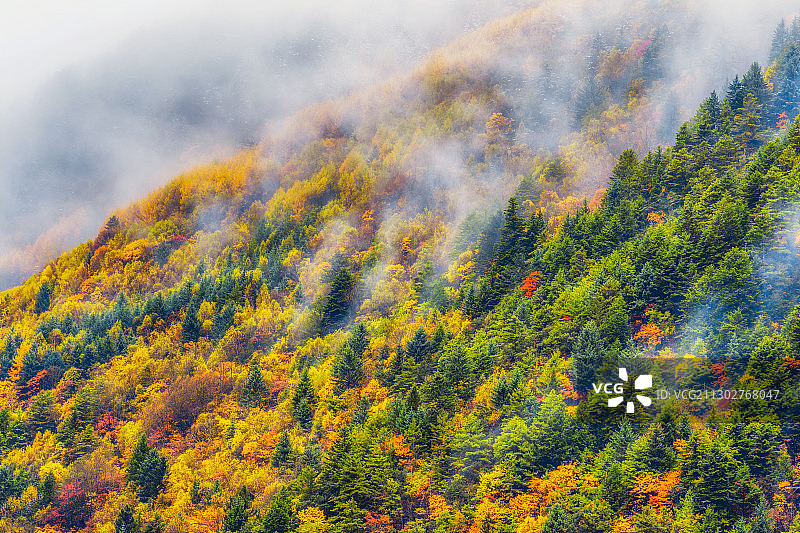 迷雾川西彩林图片素材
