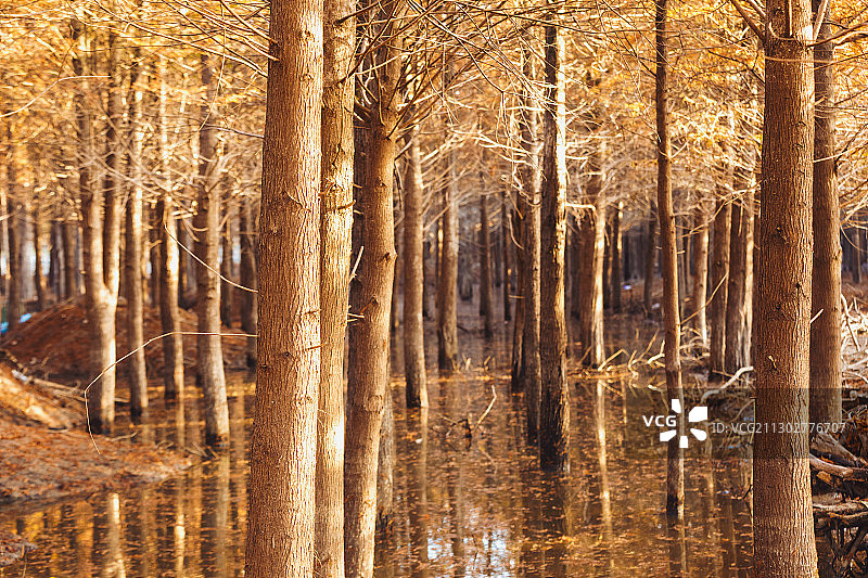 安徽宁国落羽杉湿地公园日出晨雾图片素材