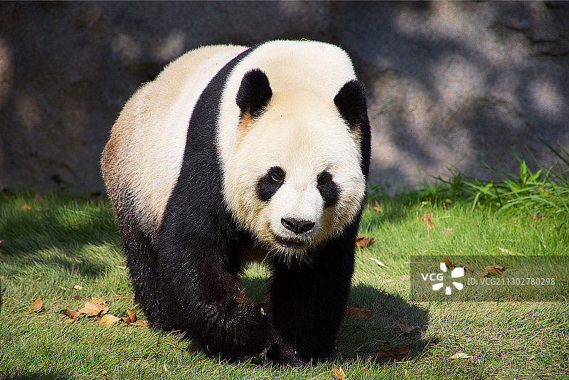 一只正在行走的熊猫图片素材