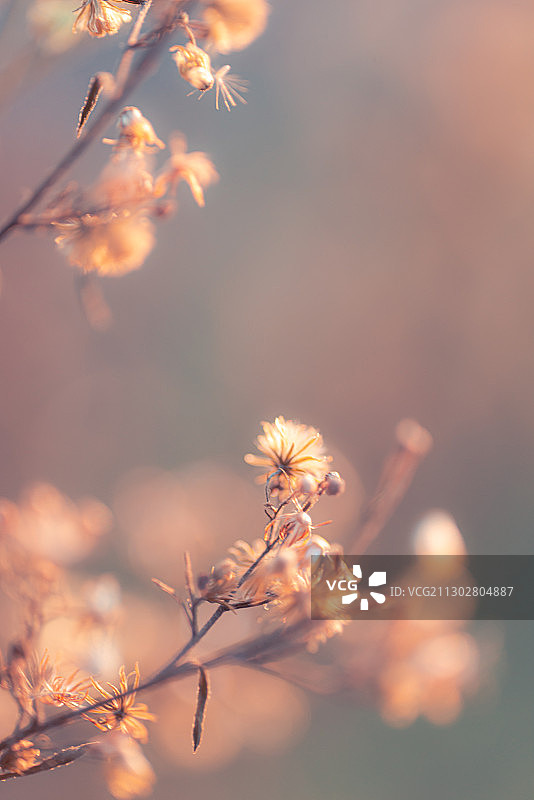 秋草连天图片素材