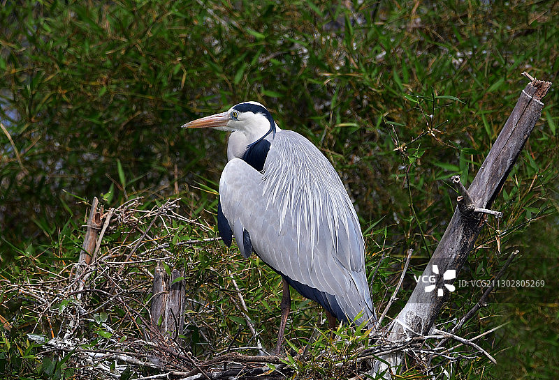 在窝中休息的苍鹭图片素材