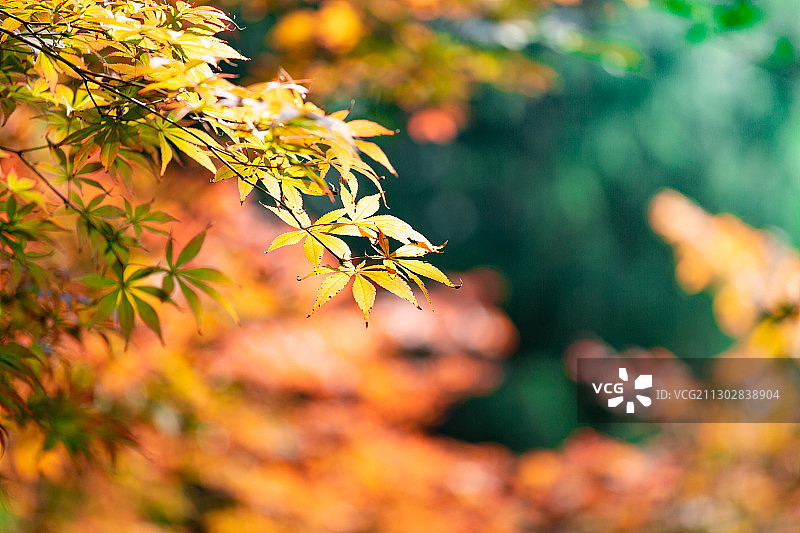 秋季红叶图片素材