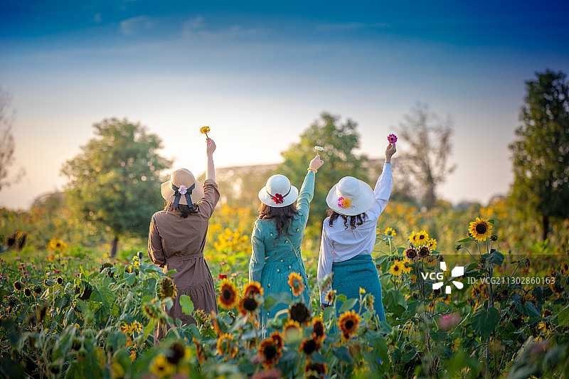 向日葵的故事图片素材