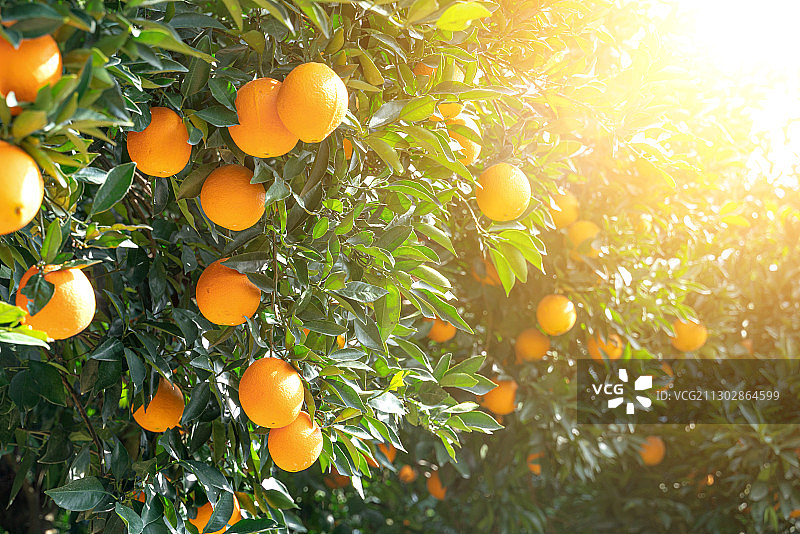 挂满枝头的橙子图片素材