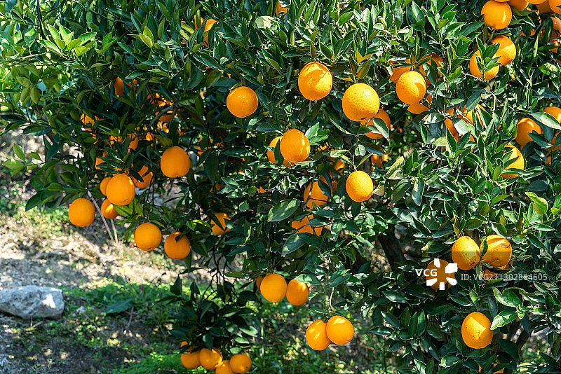 挂满枝头的橙子图片素材