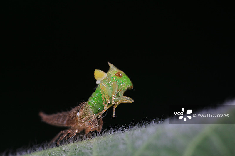 羽化中的角蝉图片素材