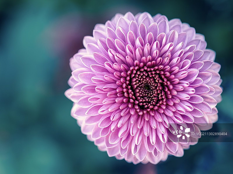 秋季户外一支绽放的菊花图片素材