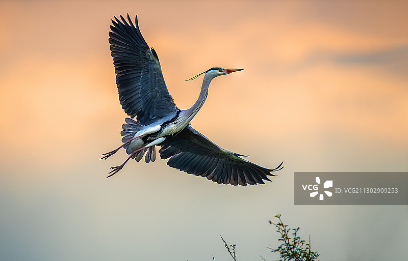 翱翔的苍鹭图片素材