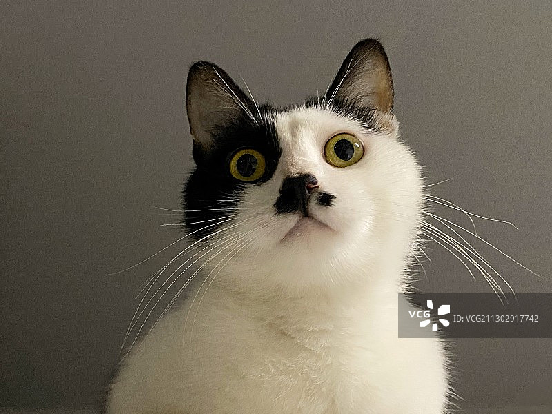 乌溜溜图片素材