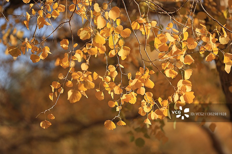 金塔胡杨林图片素材