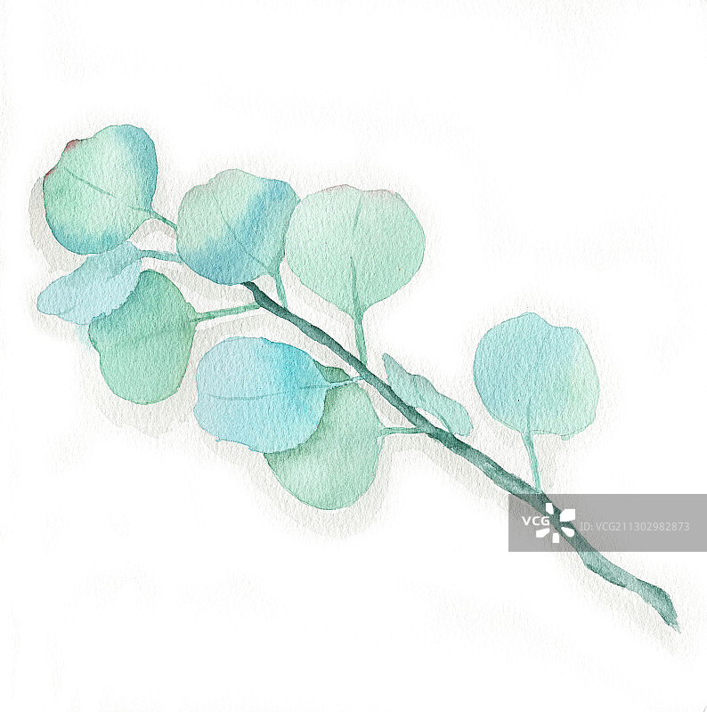 手绘水彩绿叶尤加利植物插画图片素材