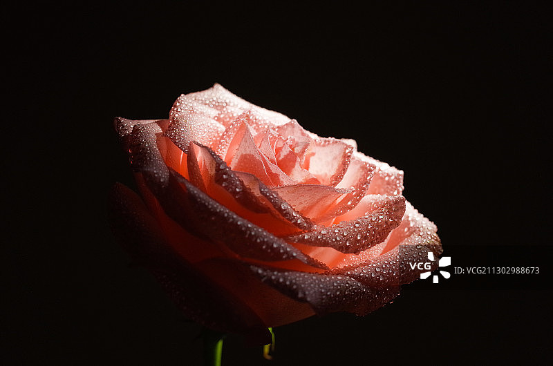 光影玫瑰图片素材