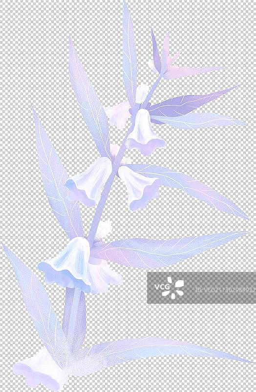 一株盛开的芝麻花插画图片素材