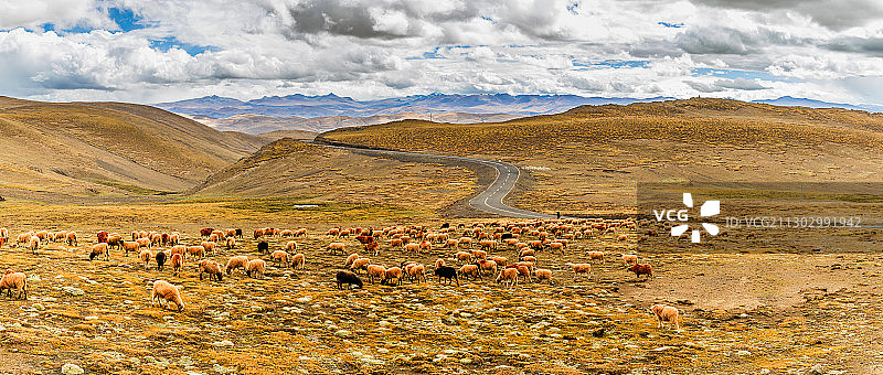 西藏地区的羊群图片素材