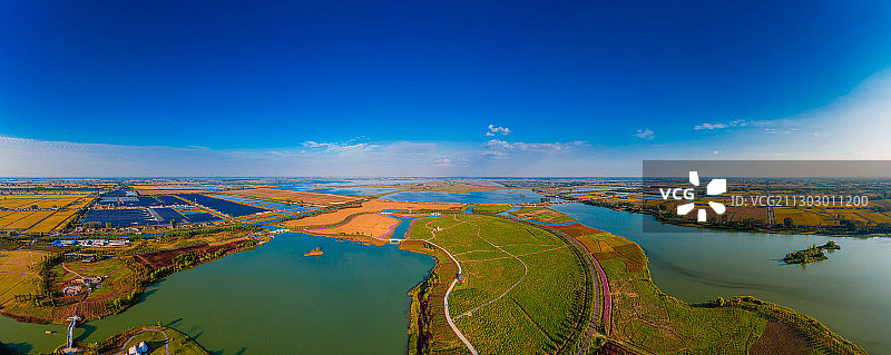 多彩之秋--淮安白马湖向日葵图片素材