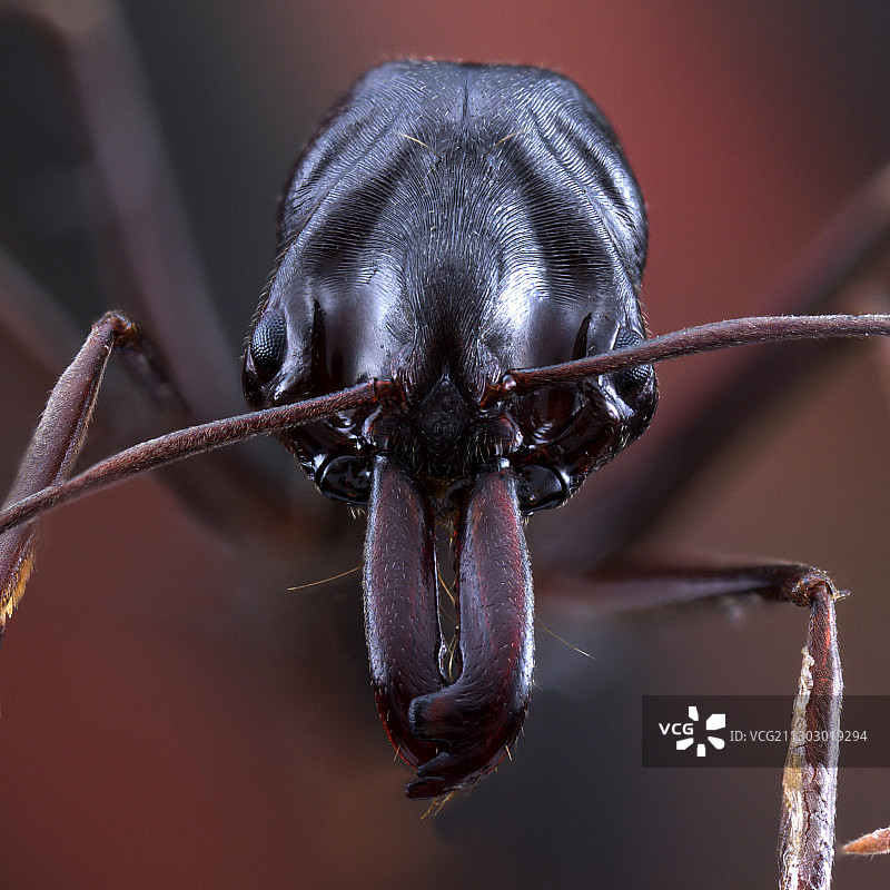 【环纹大齿猛蚁】图片素材