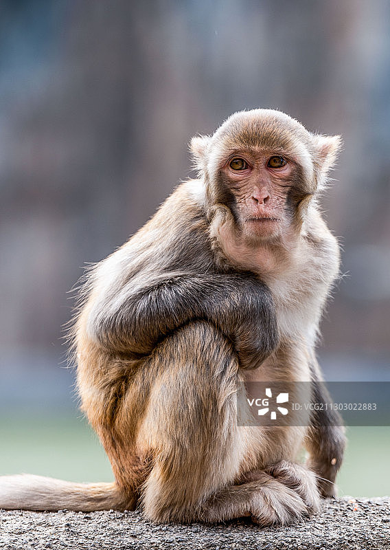 重庆三峡猕猴图片素材