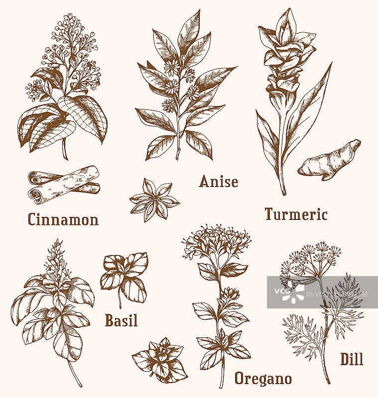 手绘香料和草药图片素材