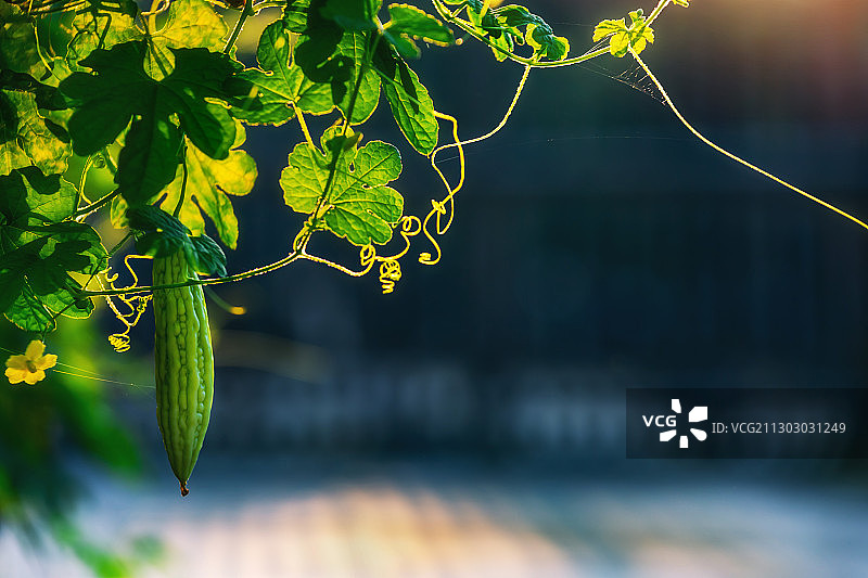 一根藤上的苦瓜图片素材
