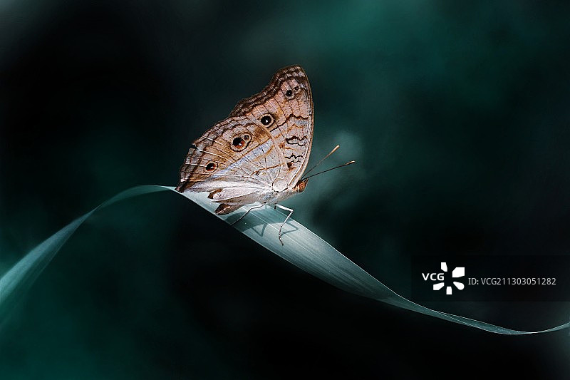 曲线生态美图片素材