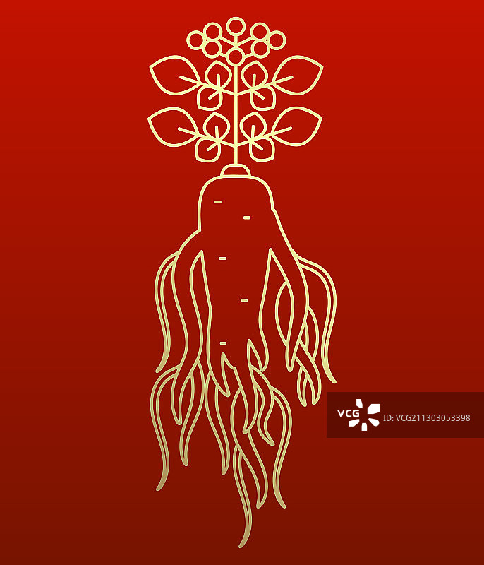 红色高丽或中国红参根标志图片素材