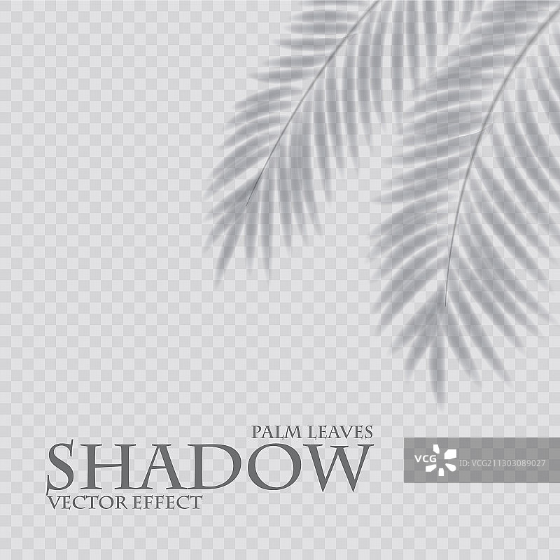 棕榈叶阴影透明效果异域设计图片素材