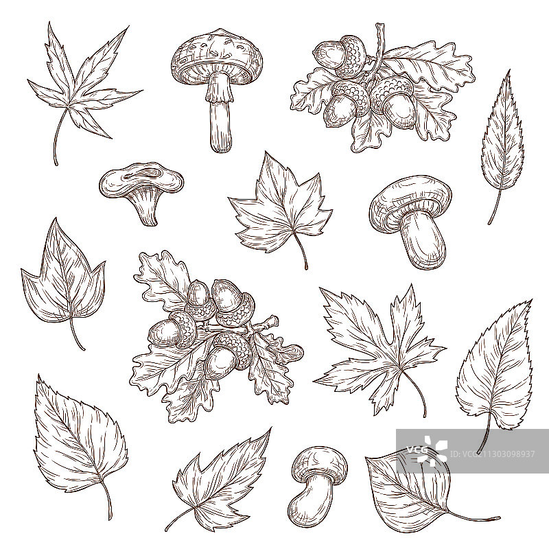秋叶、蘑菇和橡子的素描图片素材