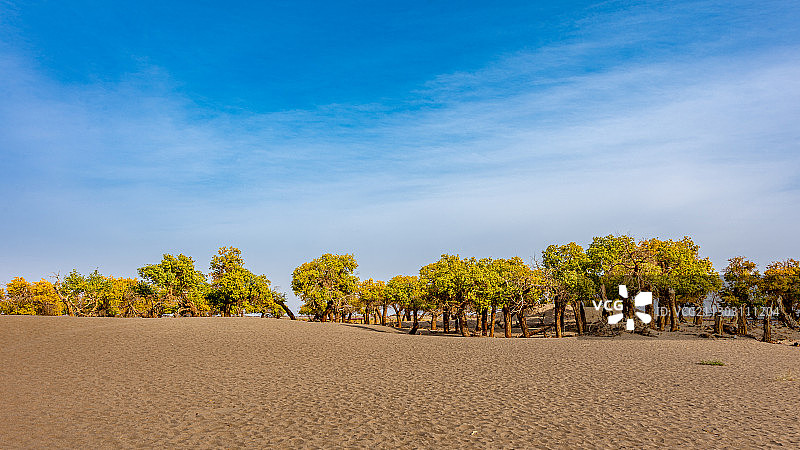 金塔胡杨林图片素材