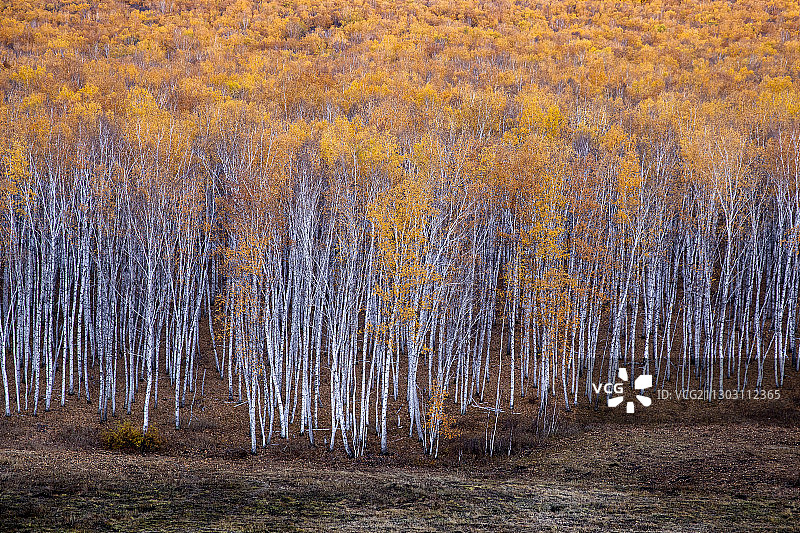 呼伦贝尔秋天的白桦林图片素材