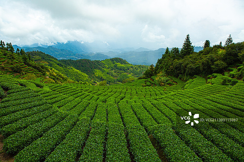 松阳板桥山茶田图片素材