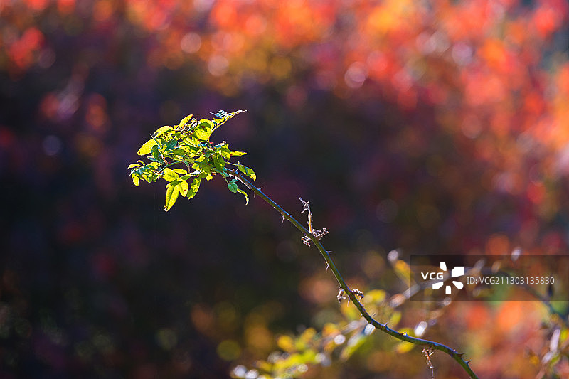 光影中图片素材