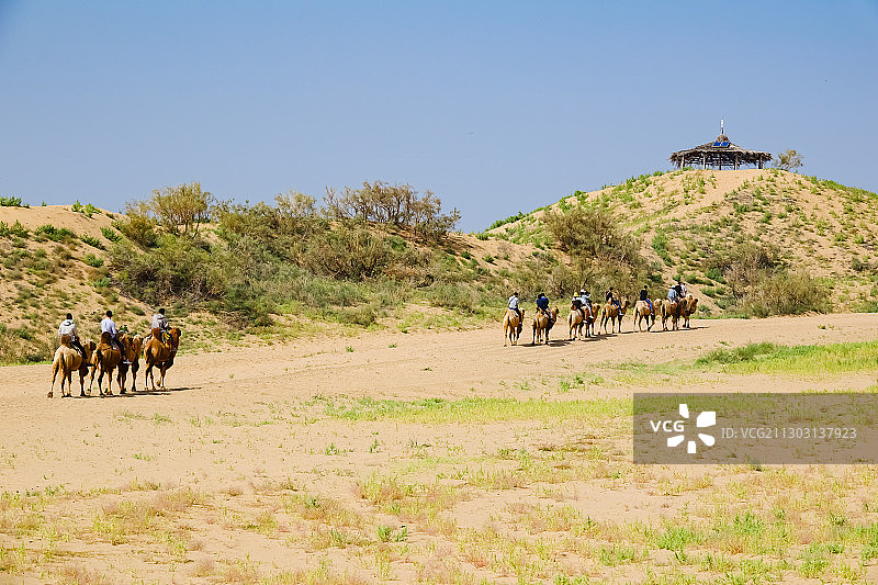 宁夏银川黄沙古渡景区：沙漠骆驼图片素材