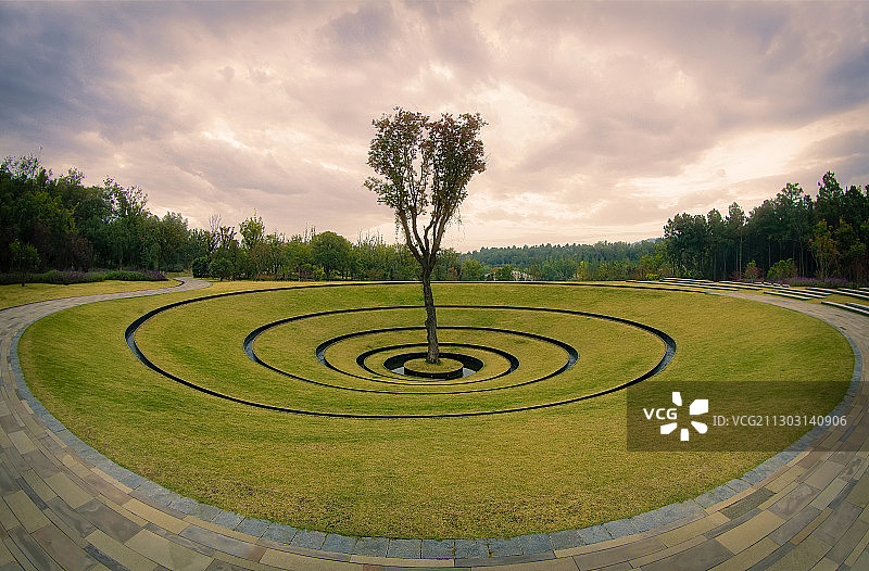 一棵树图片素材