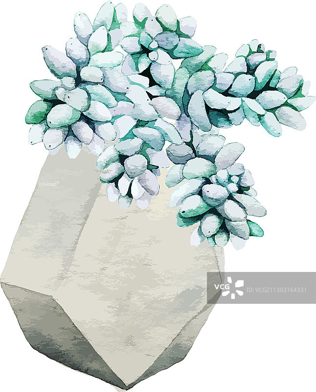 几何盆栽中的蓝色景天多肉植物图片素材