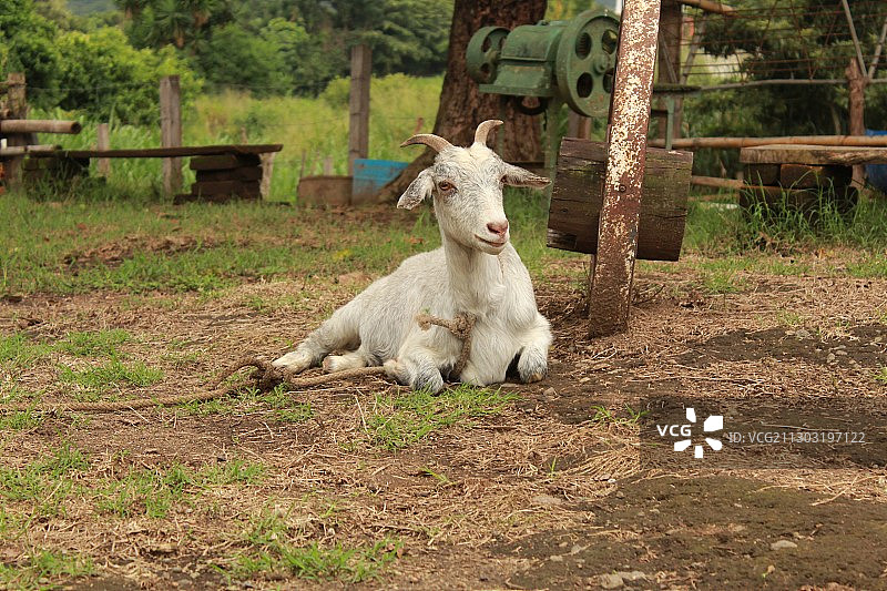 坐在田野里的山羊肖像图片素材