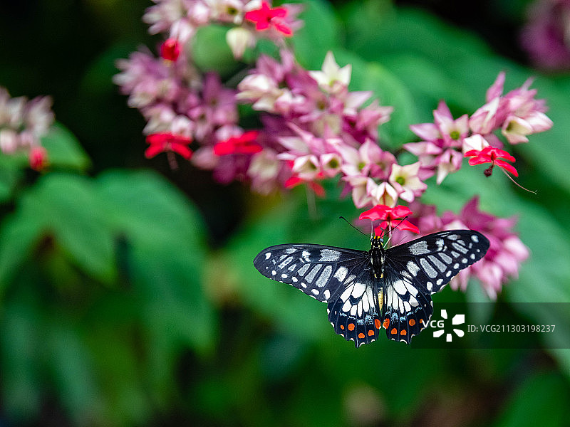 蝴蝶在花上采蜜特写，澳大利亚图片素材