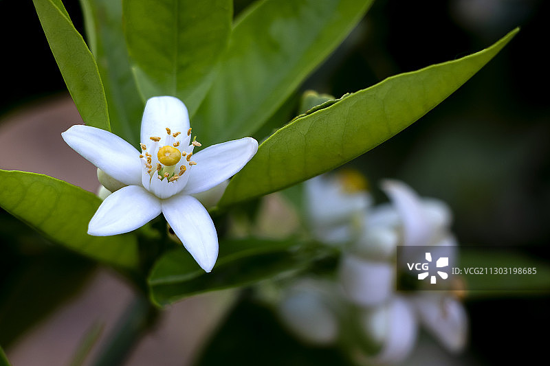 白色植物特写，埃及图片素材