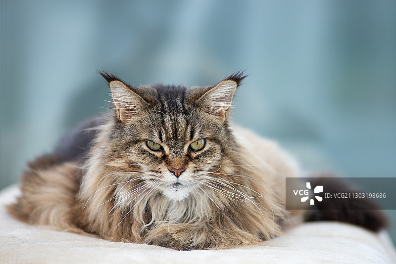 猫的特写肖像图片素材